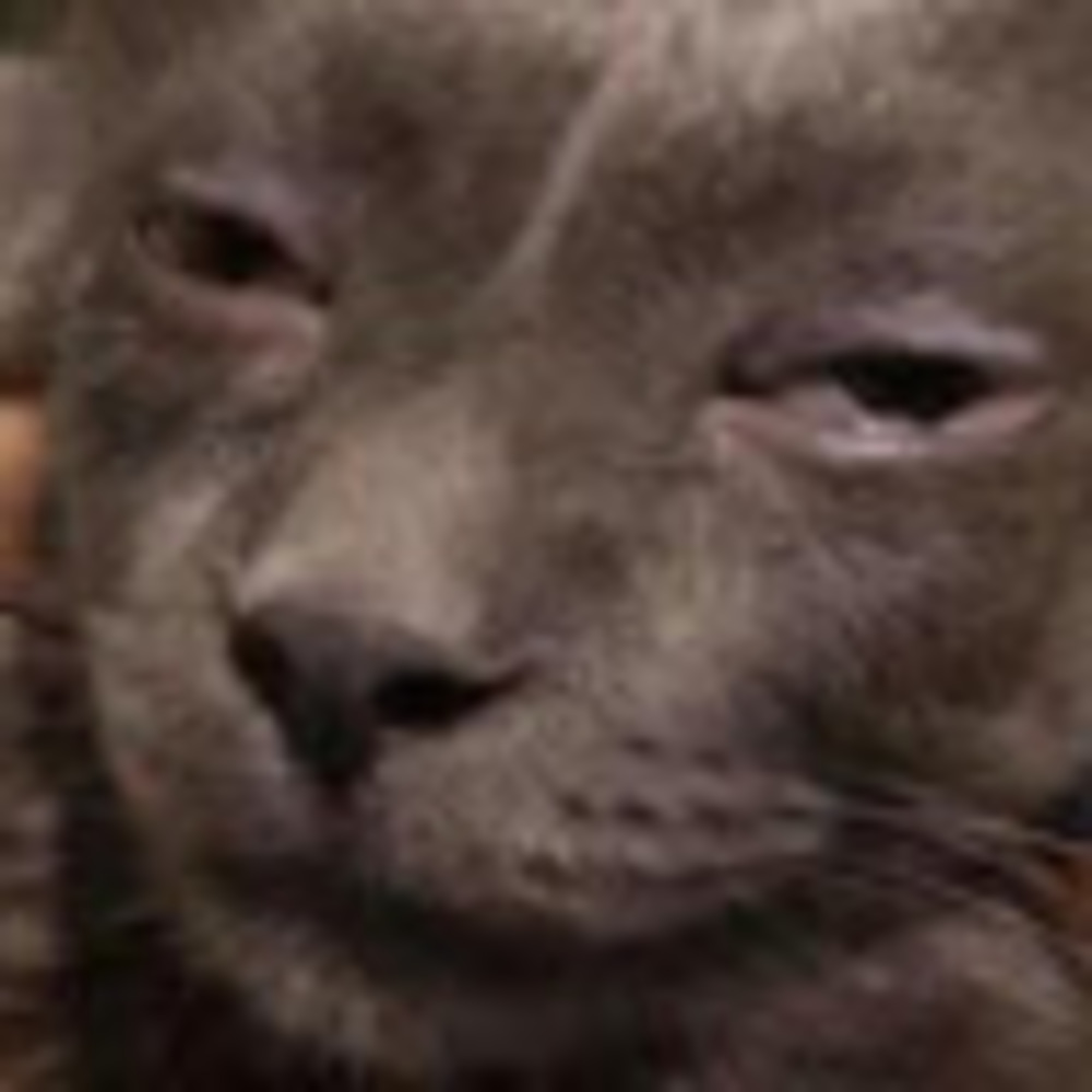 Meet your Posher, Smellyold